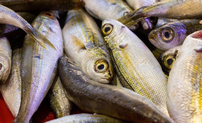 Vitamina D dagli scarti di pesce azzurro