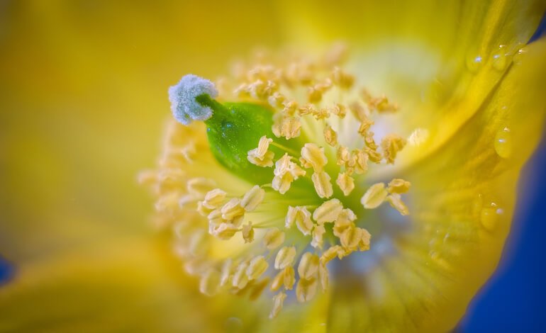 Studiare i pollini per curare l’ambiente