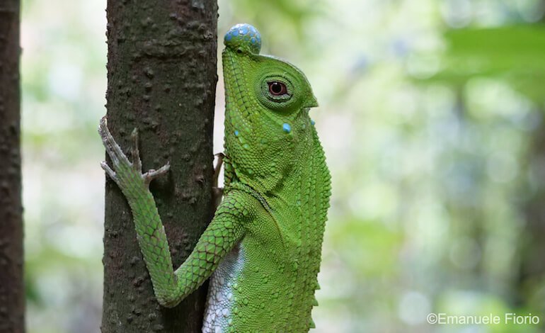 Sinharaja: la foresta primaria incontaminata