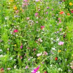 MiaFotoBio: lo sguardo dei ragazzi sulla biodiversità