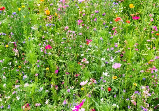 MiaFotoBio: lo sguardo dei ragazzi sulla biodiversità