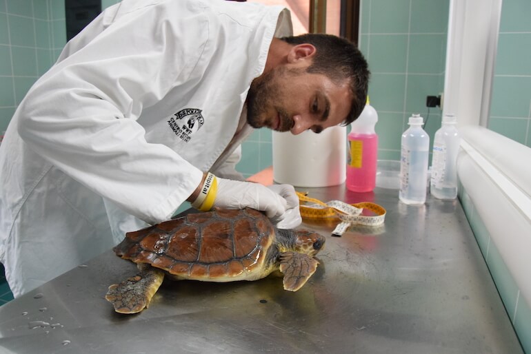 tartarughe marine
