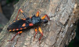 Storie di invertebrati nelle foreste africane