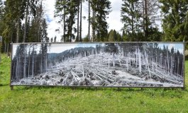 Il rimboschimento della Foresta dei Violini di Paneveggio