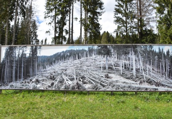 Il rimboschimento della Foresta dei Violini di Paneveggio