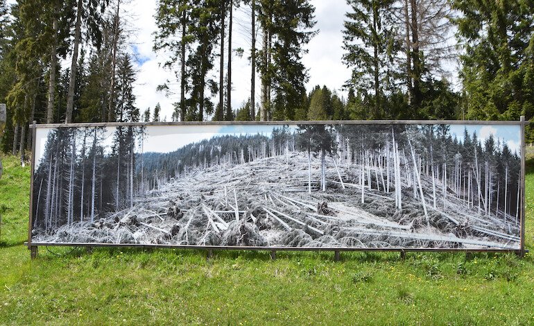 Il rimboschimento della Foresta dei Violini di Paneveggio