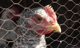 Il primo Paese al mondo senza più galline in gabbia