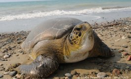 Soluzioni per la sopravvivenza degli habitat mediterranei