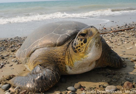 Soluzioni per la sopravvivenza degli habitat mediterranei