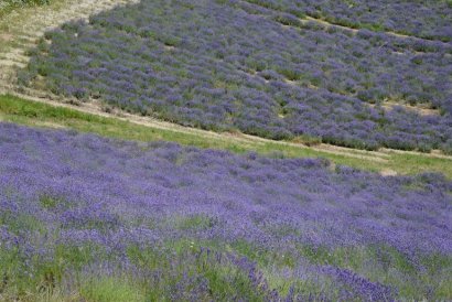 Anello della Lavanda