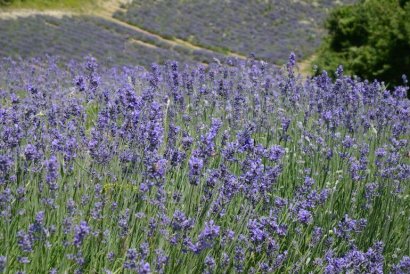 Anello della Lavanda