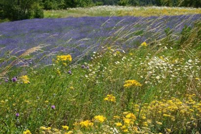 Anello della Lavanda