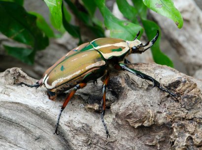Scarabeo vellutato