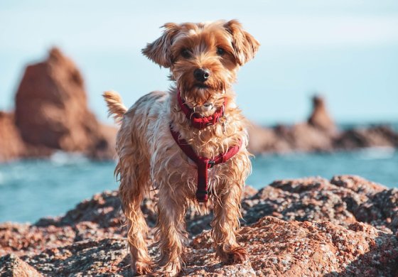 Primo Soccorso per cani in vacanza