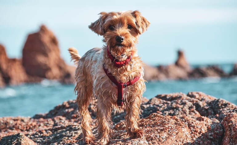Primo Soccorso per cani in vacanza
