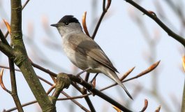 Molte specie di alta quota stanno scomparendo anche dove la natura è tutelata