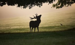 Un nuovo metodo di monitoraggio della fauna selvatica