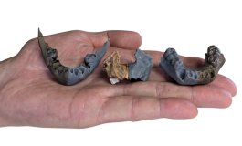 La crescita più veloce dei bambini preistorici