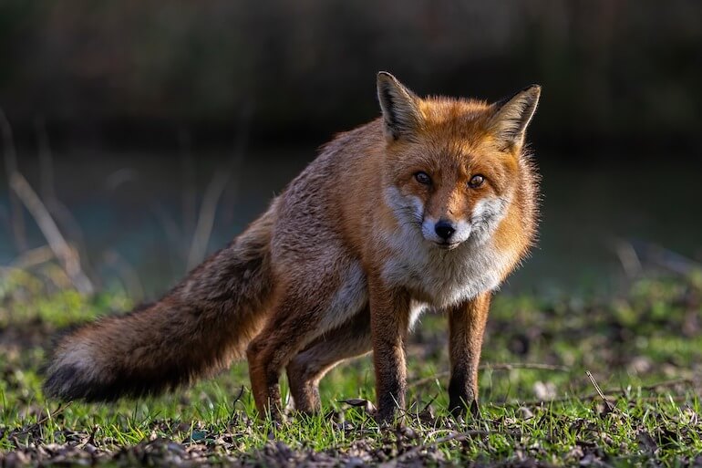 monitoraggio della fauna selvatica