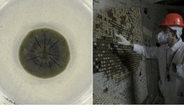 Il fungo che si nutre di radiazioni