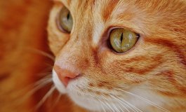 Perché alcuni gatti hanno il pelo arancione?