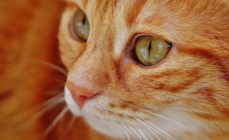 Perché alcuni gatti hanno il pelo arancione?