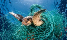 Giornata mondiale delle tartarughe marine