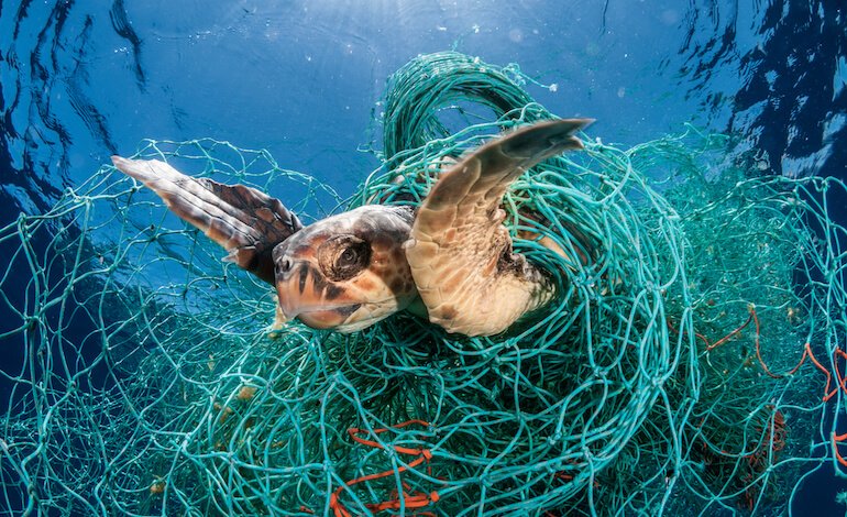 Giornata mondiale delle tartarughe marine