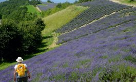 Lavanda in salsa piemontese