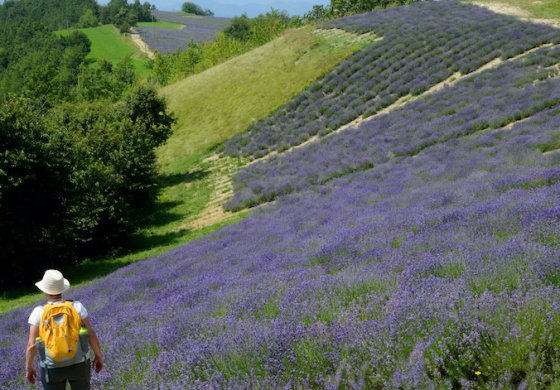 Lavanda in salsa piemontese