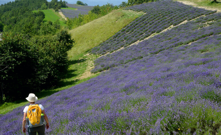Lavanda in salsa piemontese