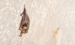 Un pipistrello del Maghreb tra i vicoli di Lampedusa