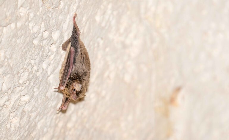 Un pipistrello del Maghreb tra i vicoli di Lampedusa