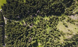 Oltre 132.000 alberi piantati in tutte le 20 Regioni italiane