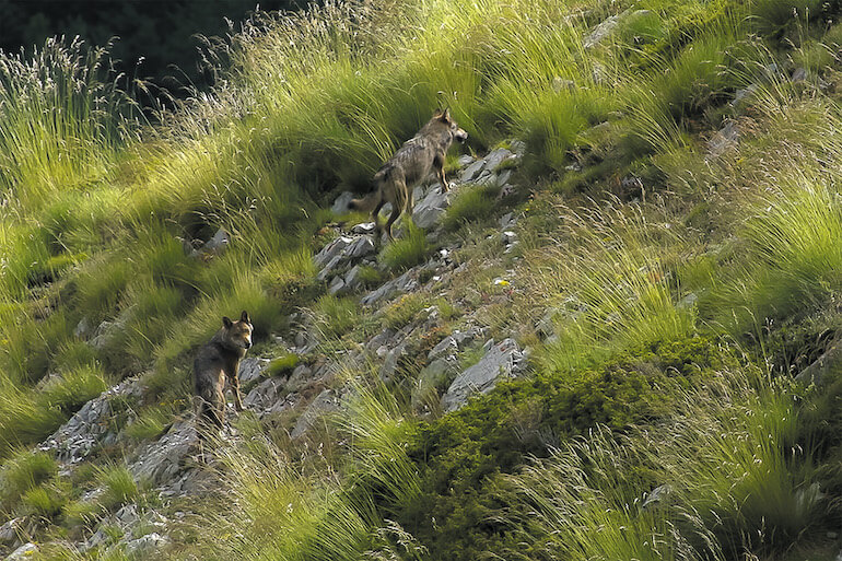In marcia coi lupi