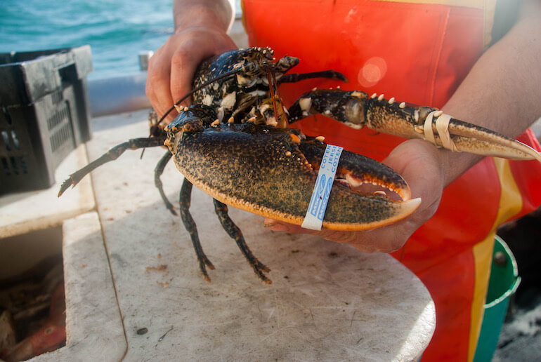 pesca certificata