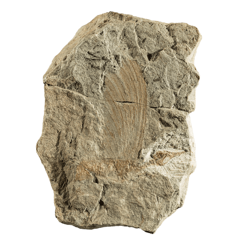 Mirasaura