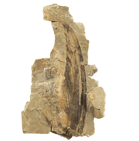 Mirasaura
