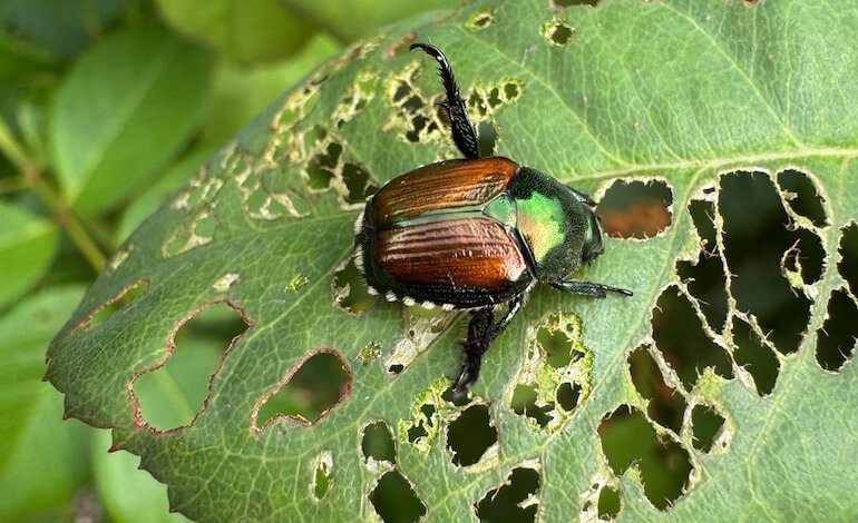 Giardini e coltivazioni devastati dallo scarabeo giapponese