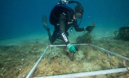 Il ripristino della Posidonia oceanica nei fondali dell’Isola del Giglio
