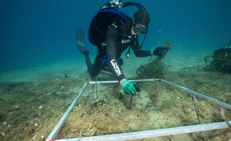 Il ripristino della Posidonia oceanica
