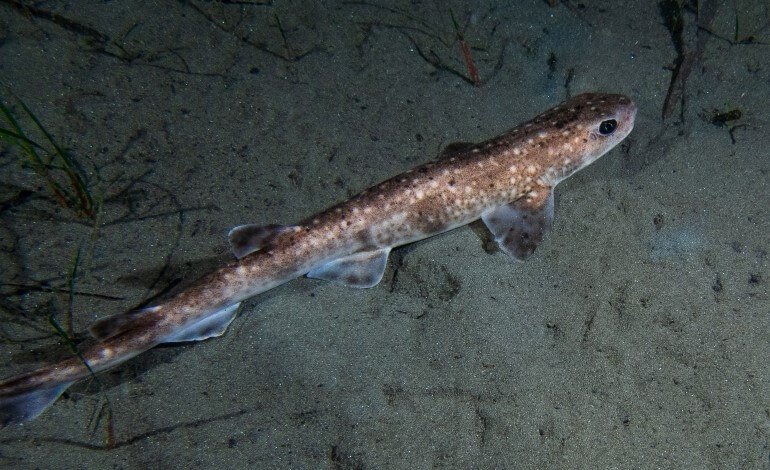 Spesso non sappiamo di mangiare carne di squalo
