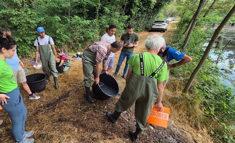 Così nascono gli storioni del Ticino