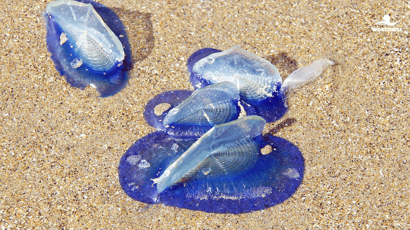 Velella velella