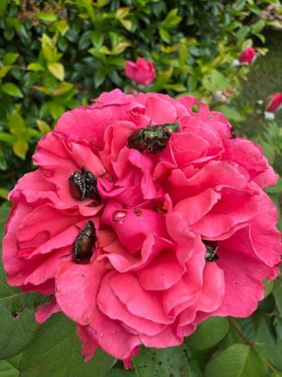 Popillia japonica