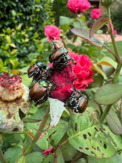 Popillia japonica
