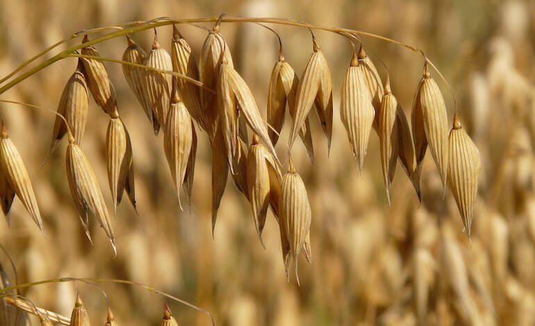 Gli scarti agricoli possono diventare i vestiti del futuro