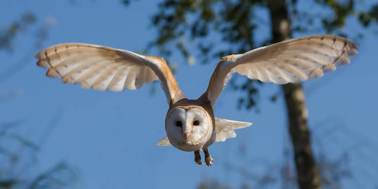 volo silente del gufo