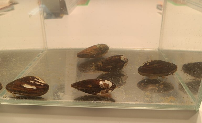 La cozza di acqua dolce sorveglia lo stato ecologico del lago