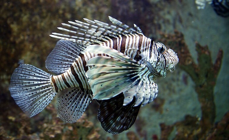 I pesci alieni pericolosi che invadono i nostri mari